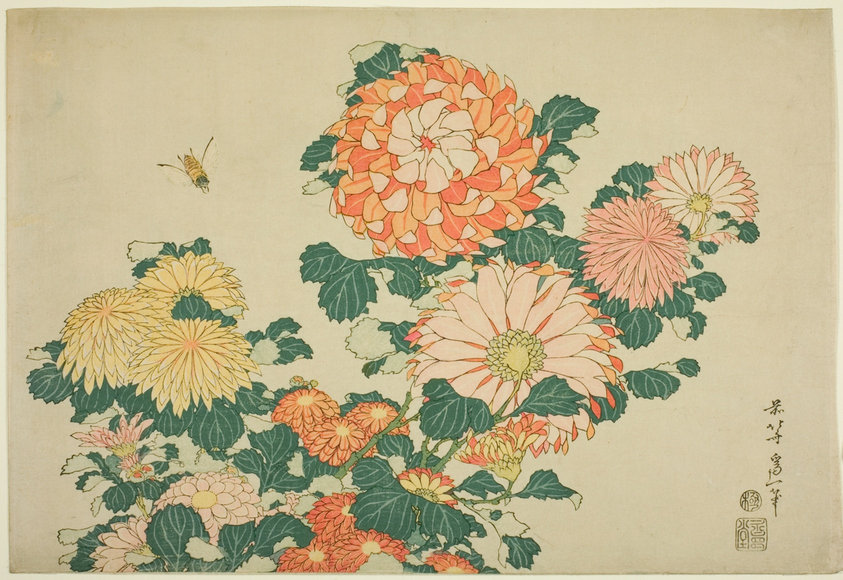 Chrysanthemum and Horsefly, from an untitled series of Large Flowers