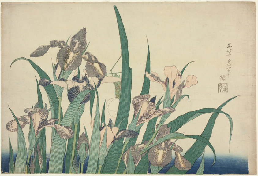 Iris and Grasshopper, from an untitled series of large flowers