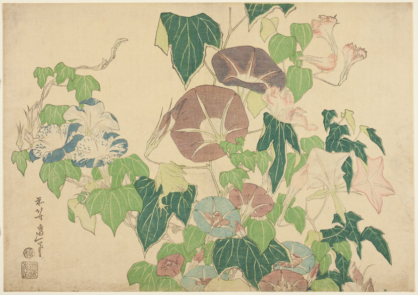 Morning Glories and Tree-frog, from an untitled series of Large Flowers