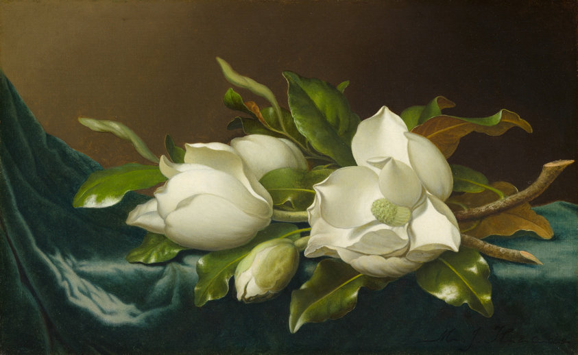 This painting dates from the later part of Martin Johnson Heade’s long, varied, and peripatetic career. After traveling through the United States, to England and continental Europe, and three different times to Brazil, Heade settled in Saint Augustine, Florida, at the age of 64. There he began painting detailed arrangements of native flowers, including the Cherokee rose, orange blossom, and, as in this work, magnolia.
