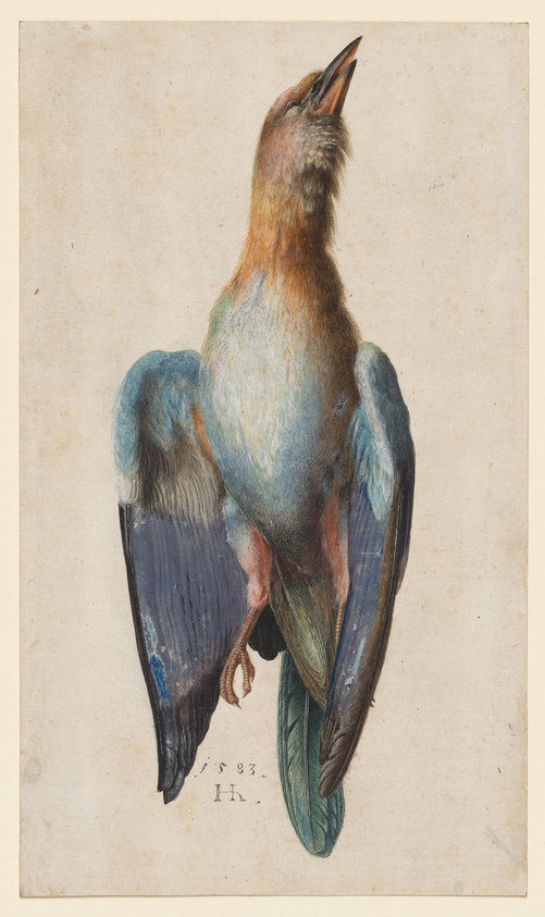 Dead Blue Roller