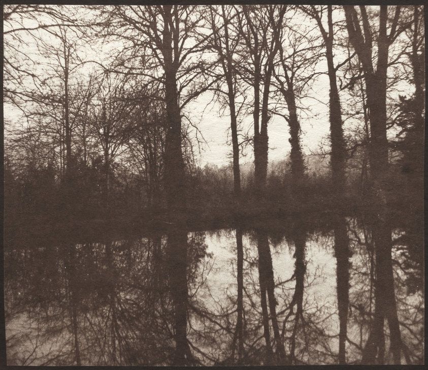Winter Trees Reflected in a Pond