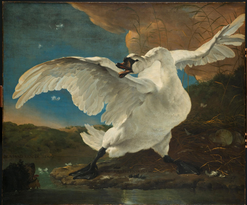 The Threatened Swan