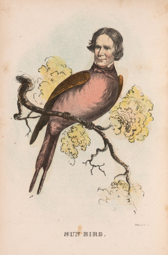 Sun Bird
