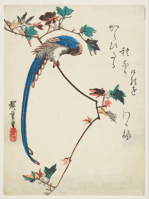 Blue Magpie on a Maple Branch