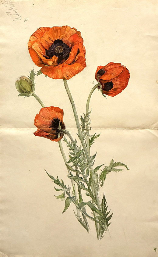 Konstnär: Hilma af Klint (1862-1944, svenska). Titel: Vallmo. Utförd på 1890-talet med akvarell och bläck på papper. Hilma af Klints stiftelse.